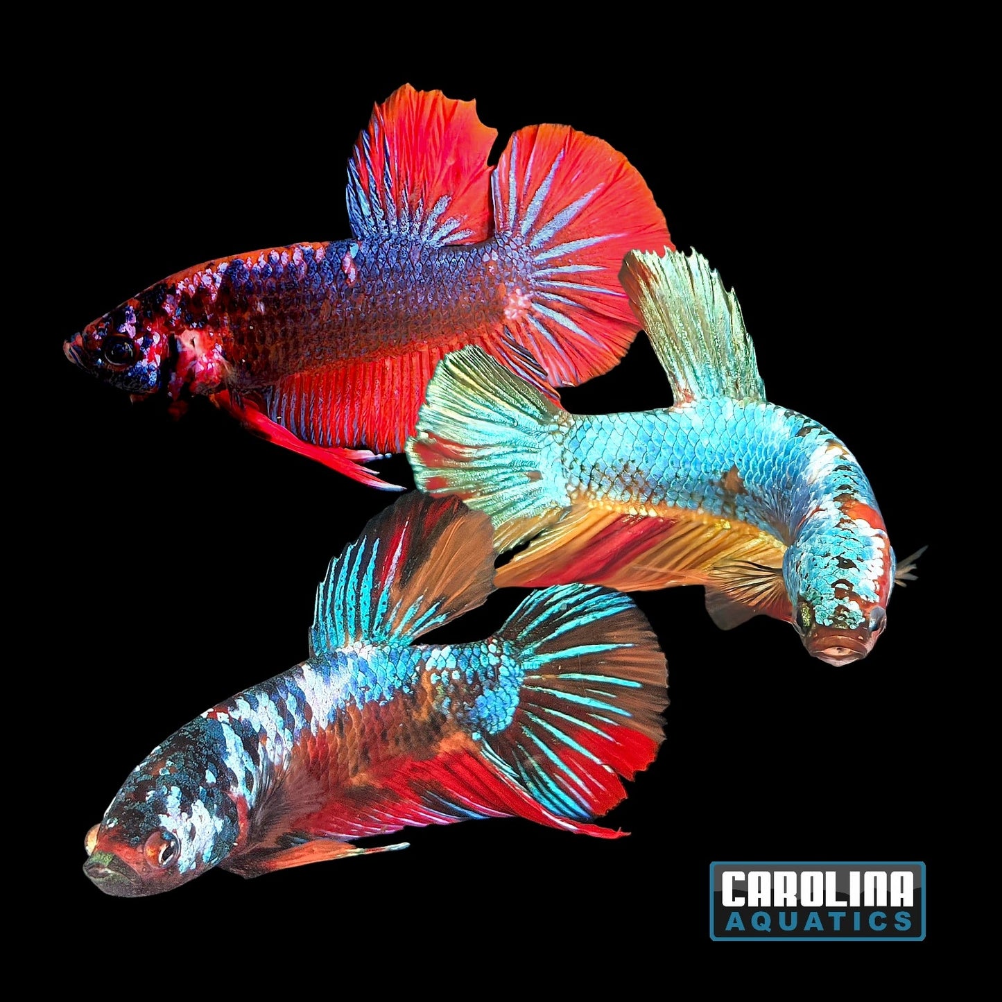 Betta - Super Giant Shortfin Halfmoon Male