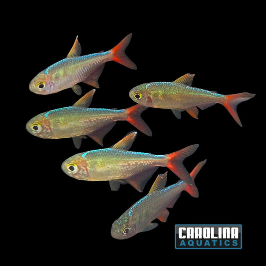 Tetra - Colombian Red/Blue