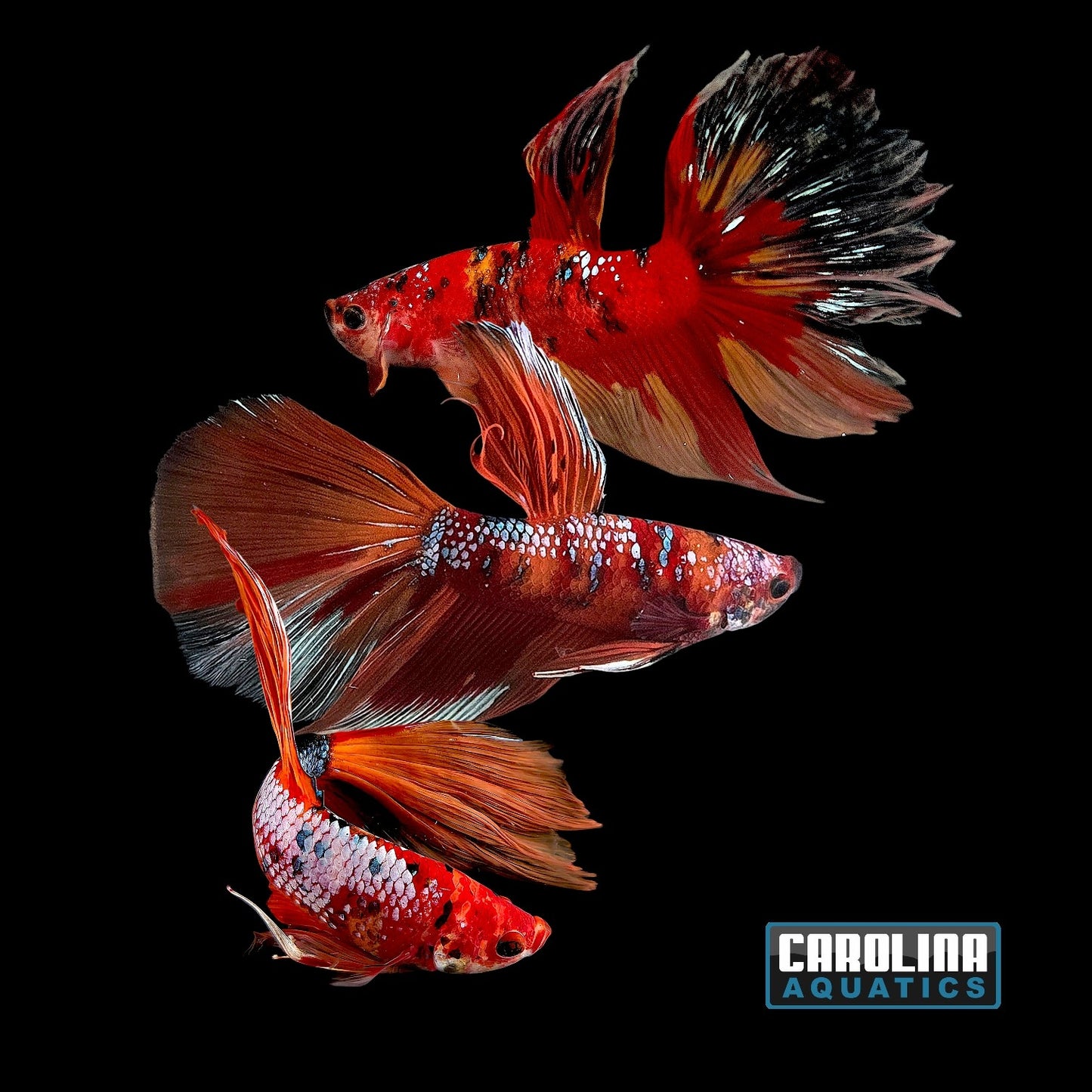 Betta - Giant Koi Halfmoon Male