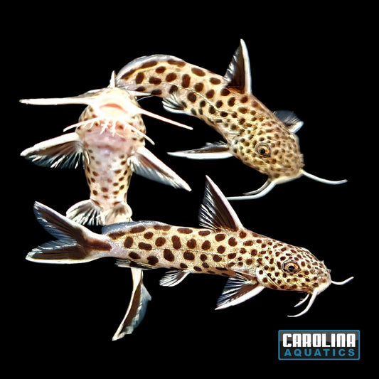 Catfish - Syno Petricola 2-2.5in