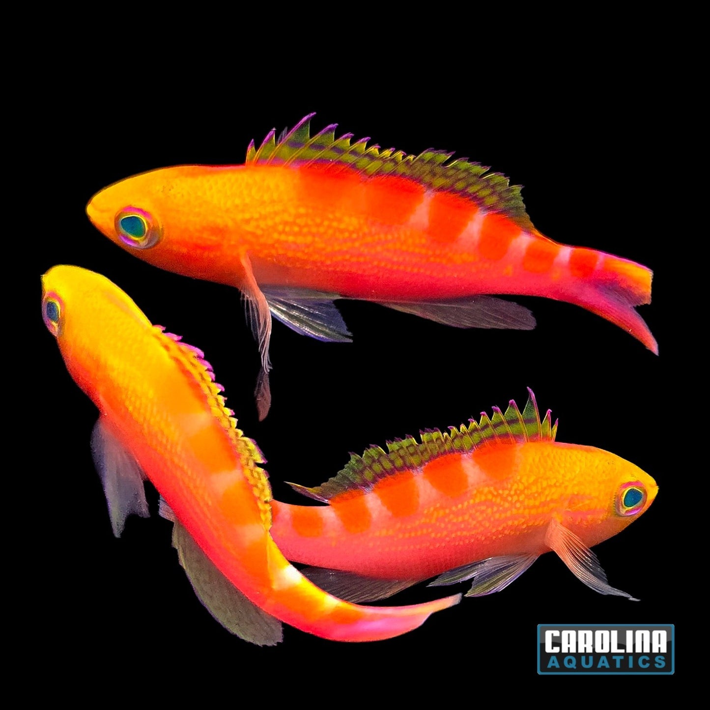Anthias - Red Saddle