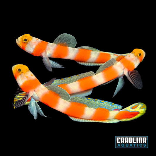 Goby - Aurora Lg