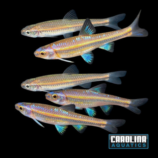 Danio - Rainbow Shiner 1.5-2in
