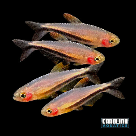 Tetra - Black Arrow T.R.