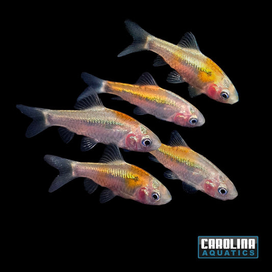 Barb - Gold Calico "Koi"