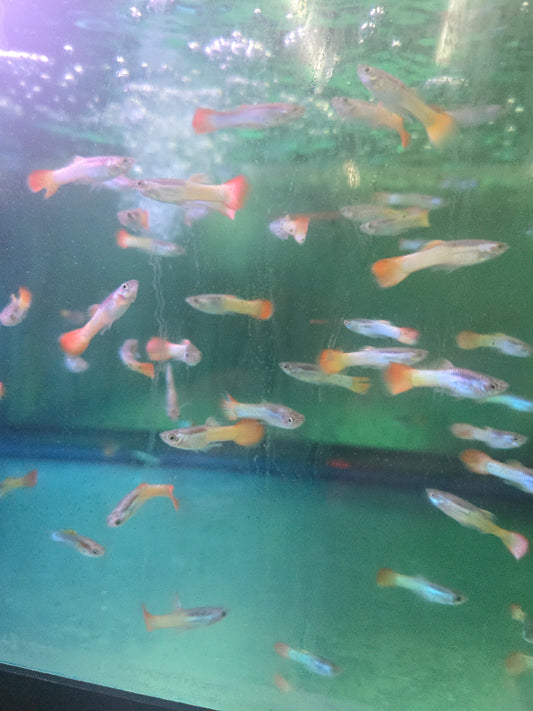 Guppy - Miracle Metallic