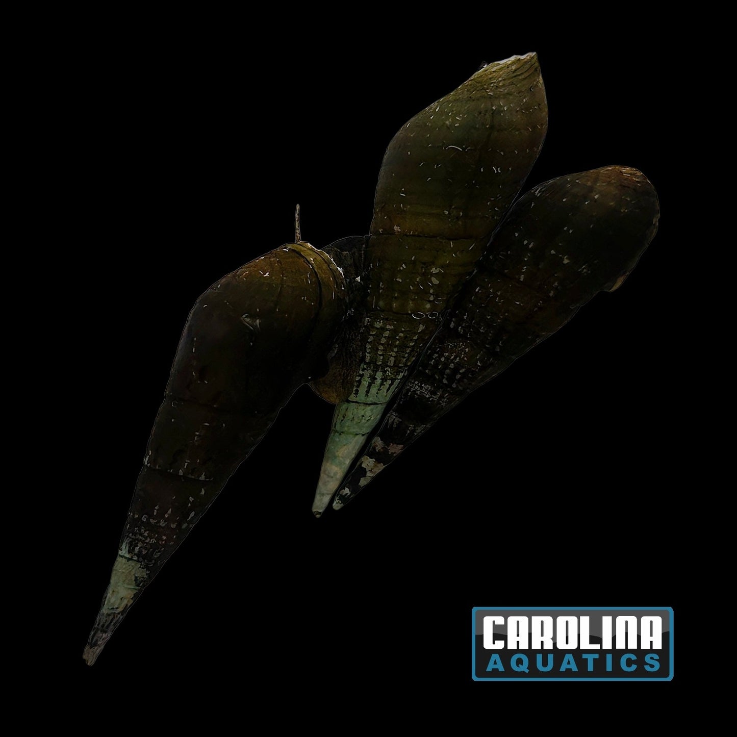 Invert - Snail Green Trumpet