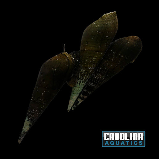 Invert - Snail Green Trumpet