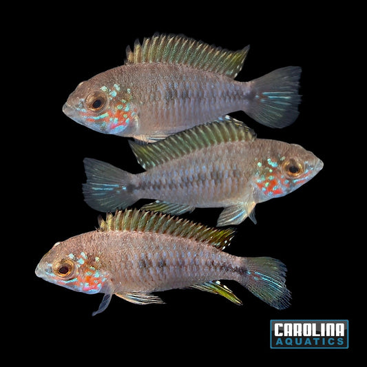 Cichlid - Apisto Borelli Opal Red Face Sml