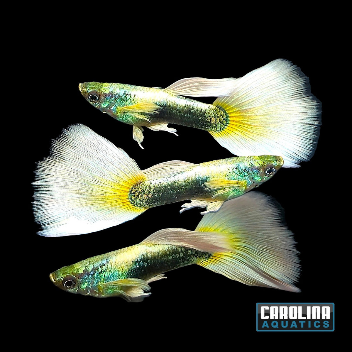 Guppy - German Yellow Tux