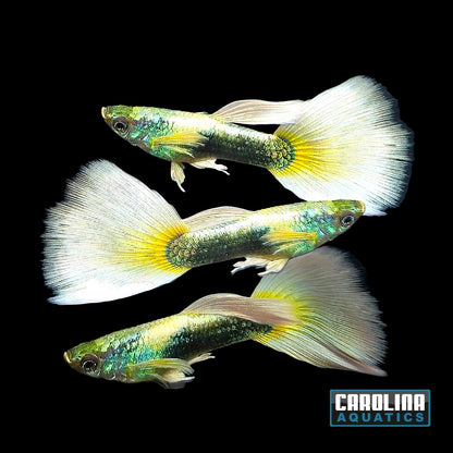 Guppy - German Yellow Tux