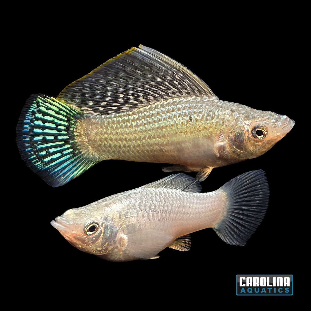 Molly - Silver Sailfin XL