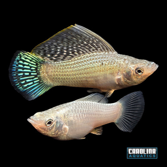 Molly - Silver Sailfin XL