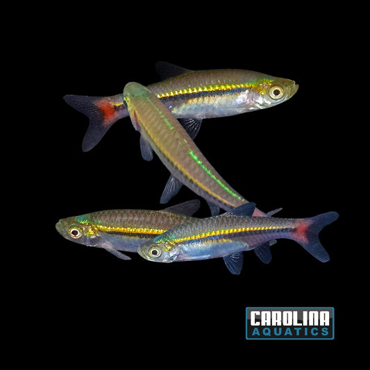 Rasbora - Rasbora Brilliant