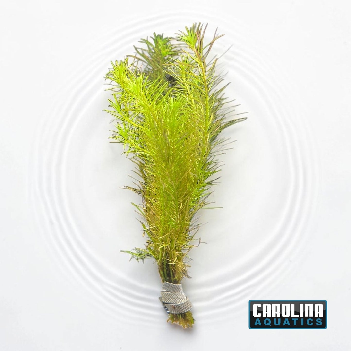 Rotala Nanjenshan