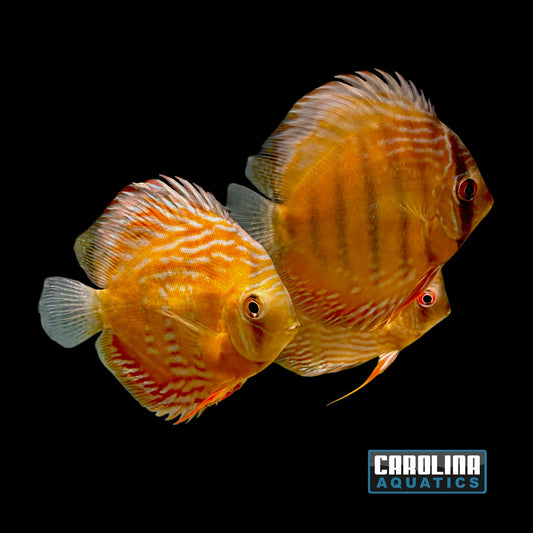 Discus - Semiroyal Red Wild Lg