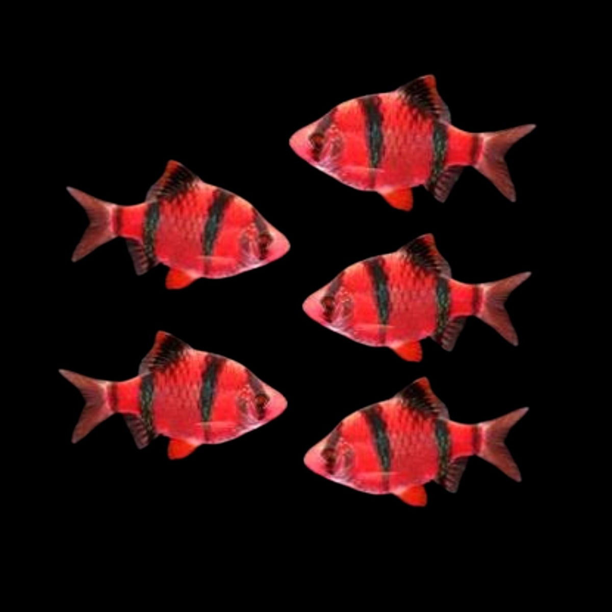 GloFish® - Barb Tiger Starfire Red