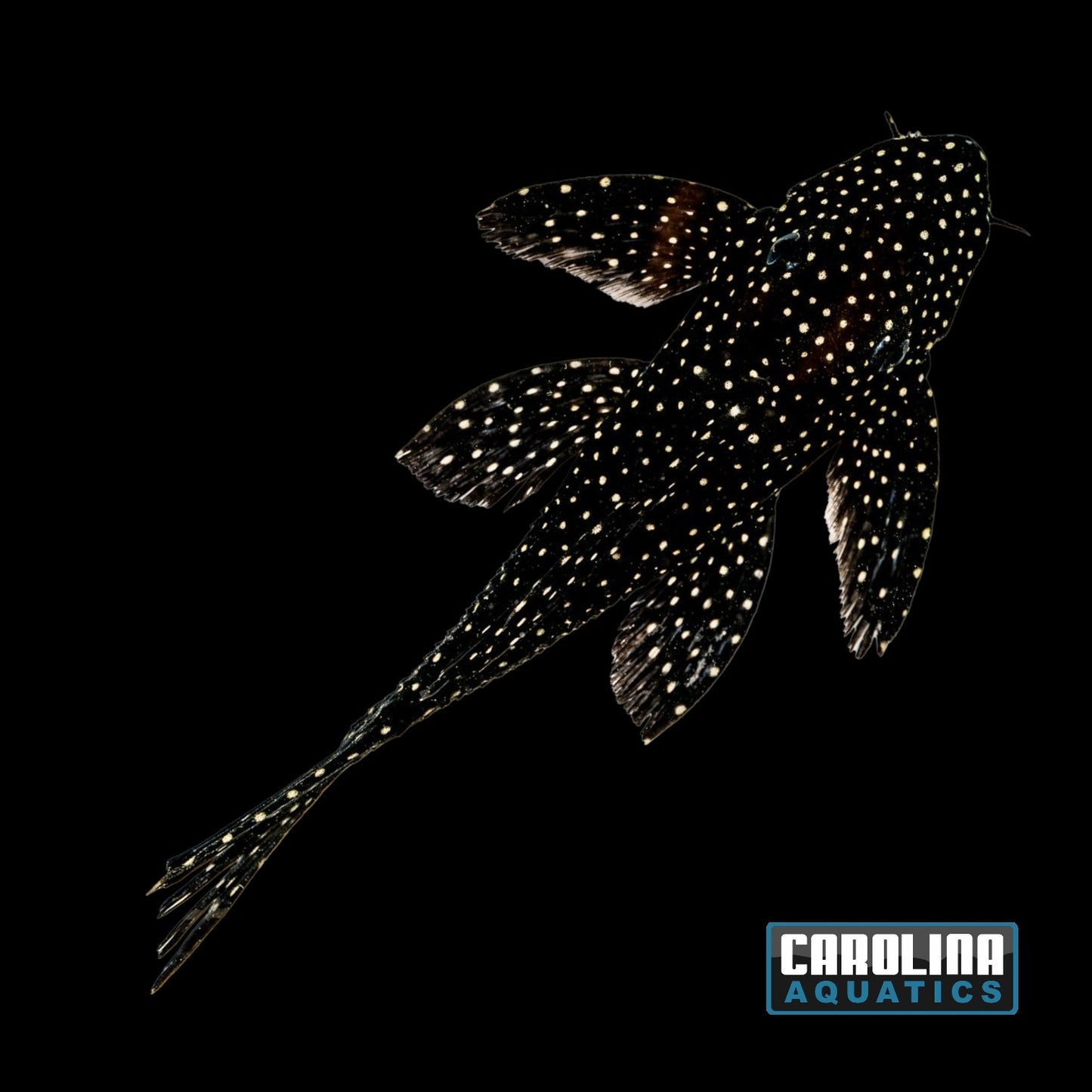 Pleco - Dracula L-240a Lg