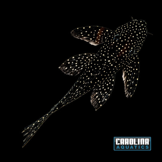 Pleco - Dracula L-240a Lg