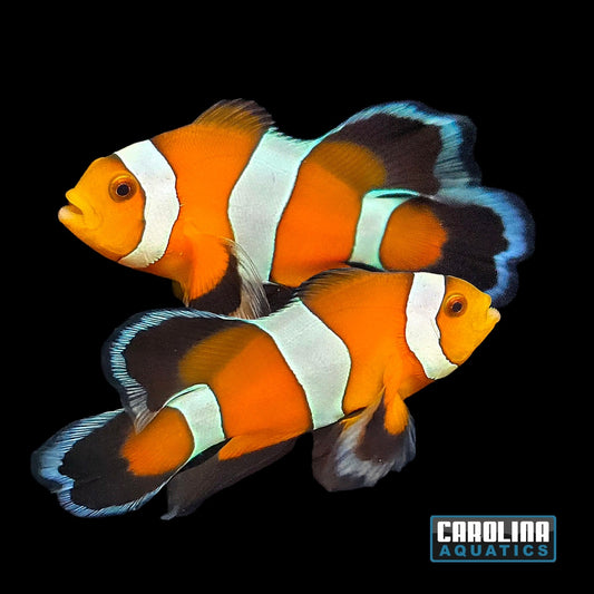 Clown - Mocha Longfin