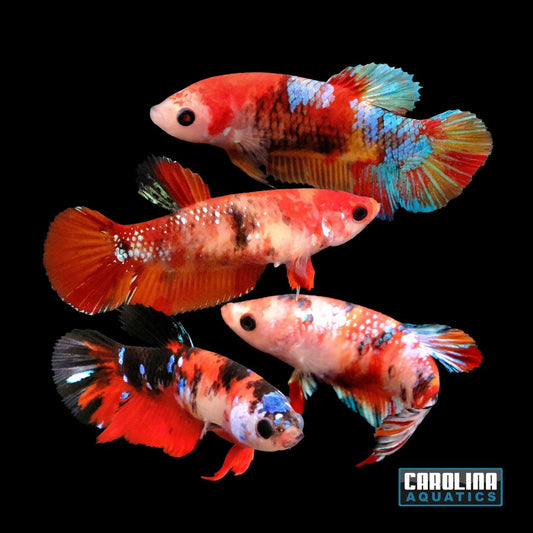 Betta - Koi Female