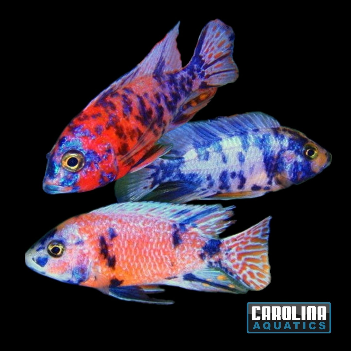 African - Peacock OB 2in.