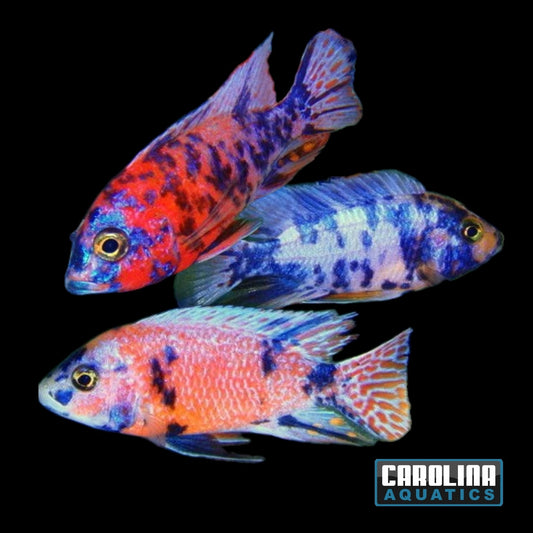 African - Peacock OB 2in.