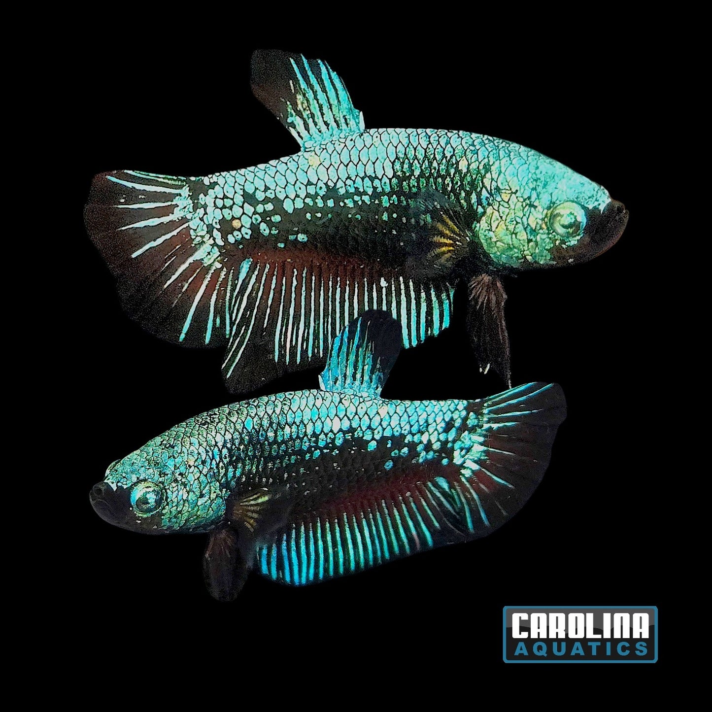 Betta - Green and Black Dragon Plakat