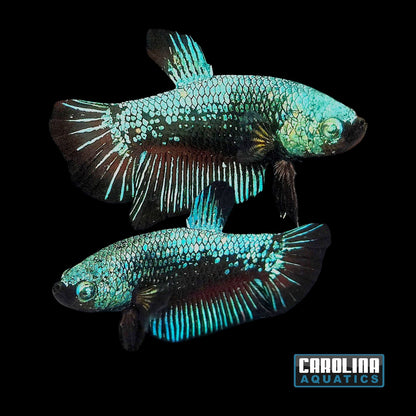 Betta - Green and Black Dragon Plakat