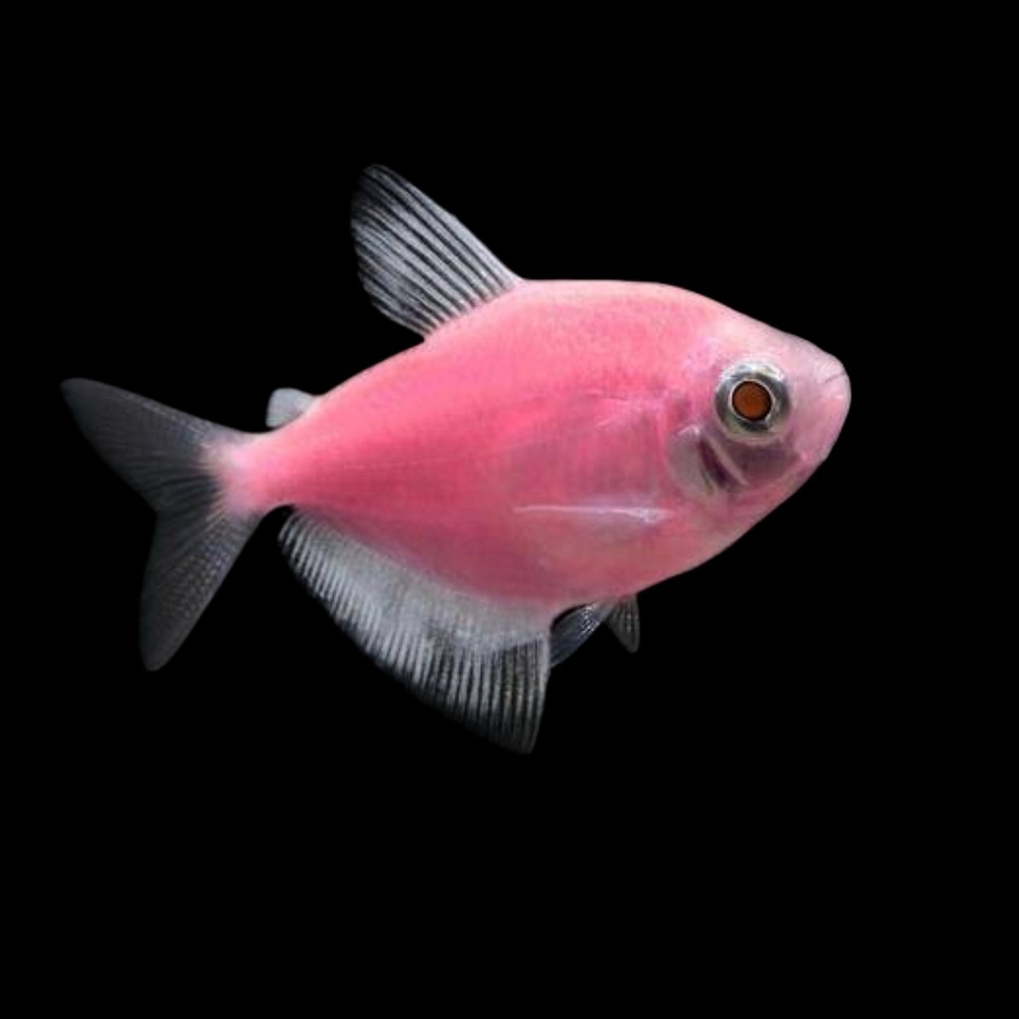 GloFish® - Tetra Moonrise Pink