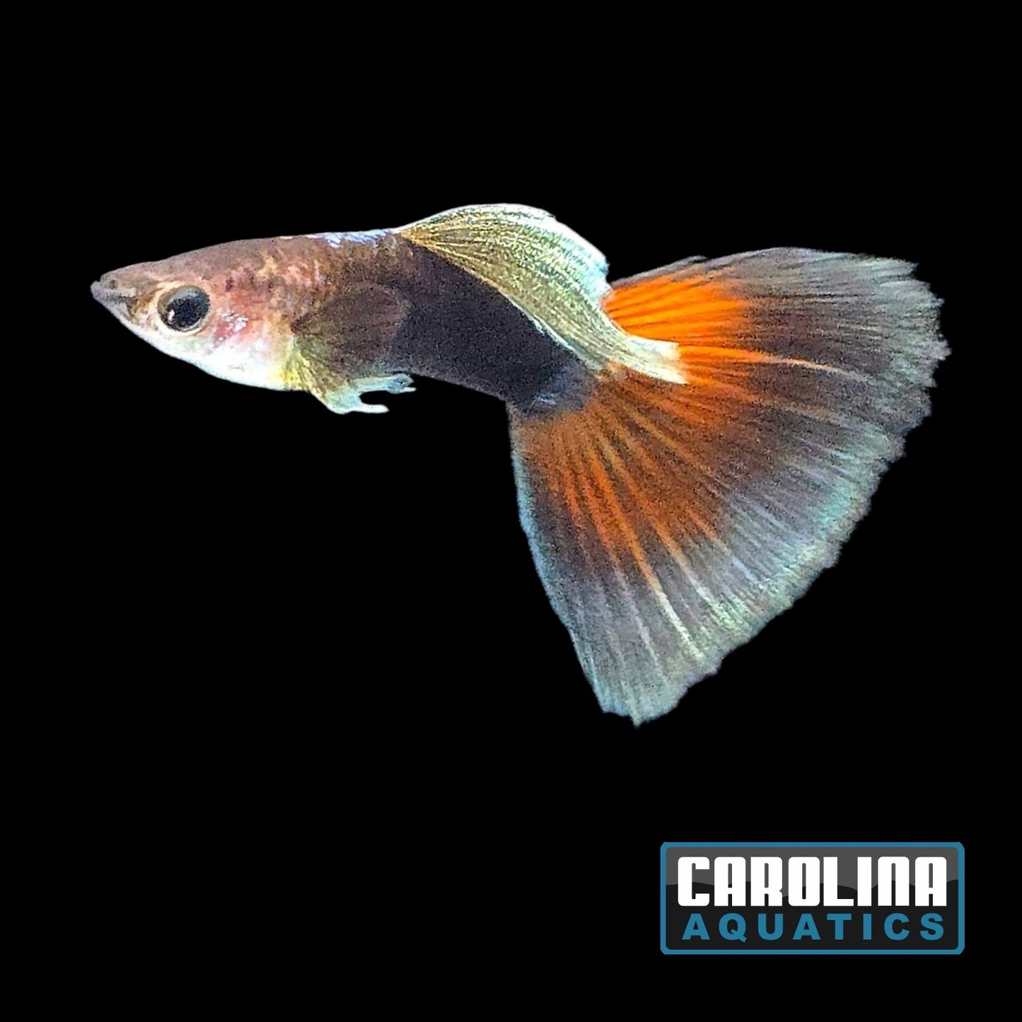 Guppy - Blue Delta Male