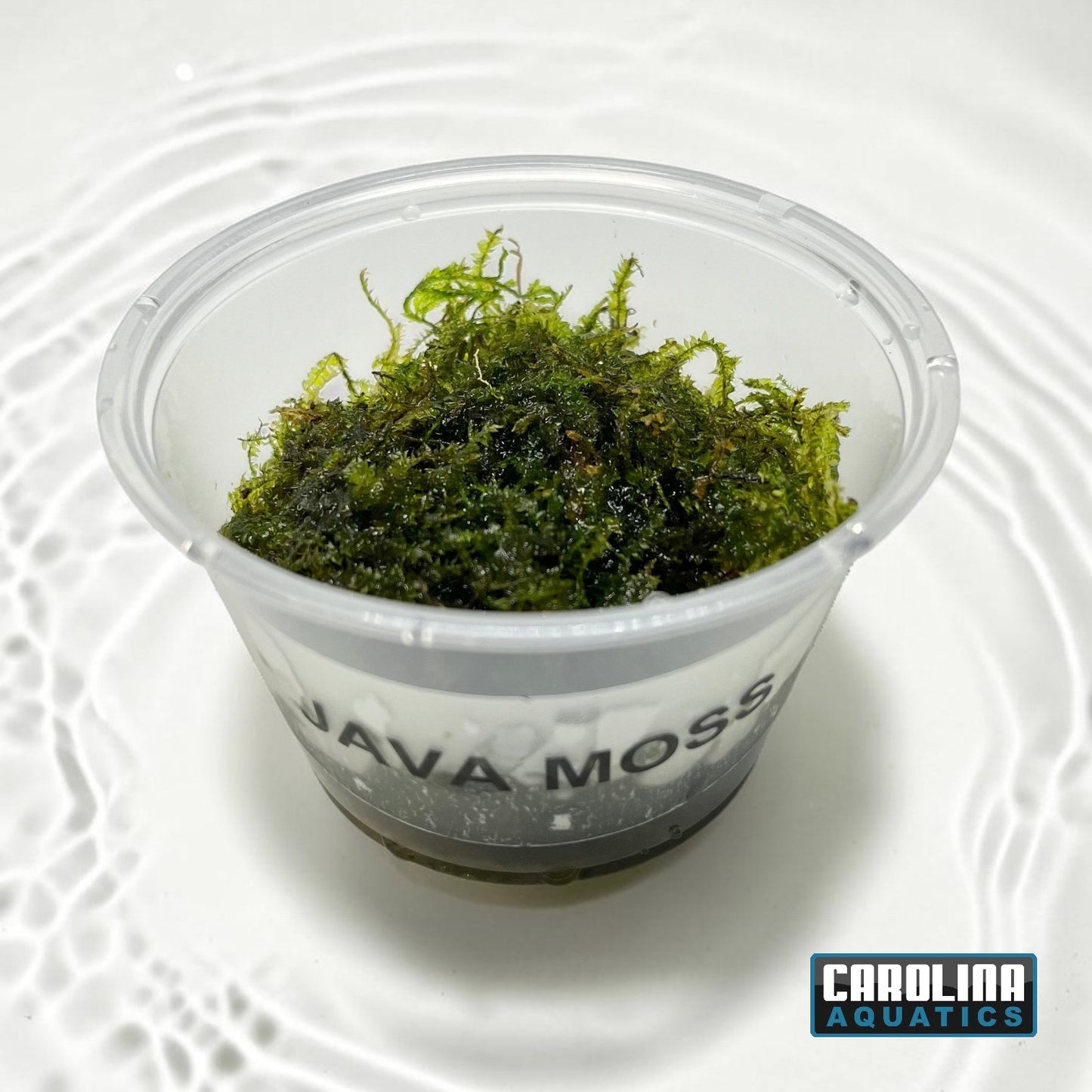 Java Moss Portion