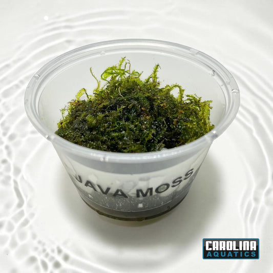 Java Moss Portion