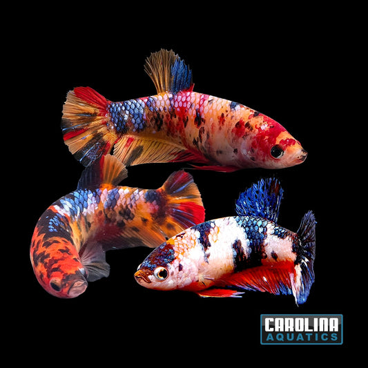 Betta - Giant Koi Female