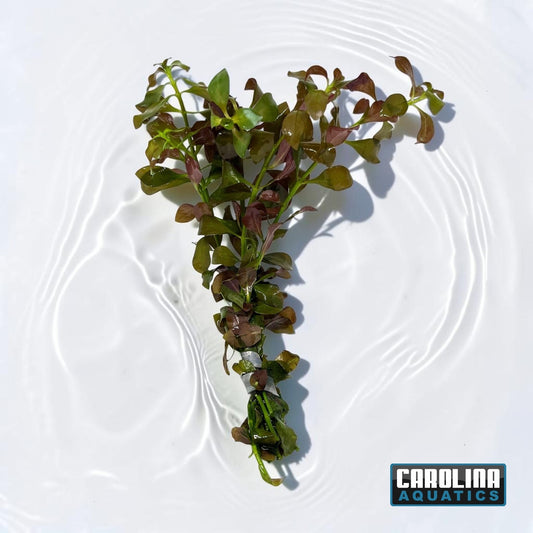 Ludwigia Broad