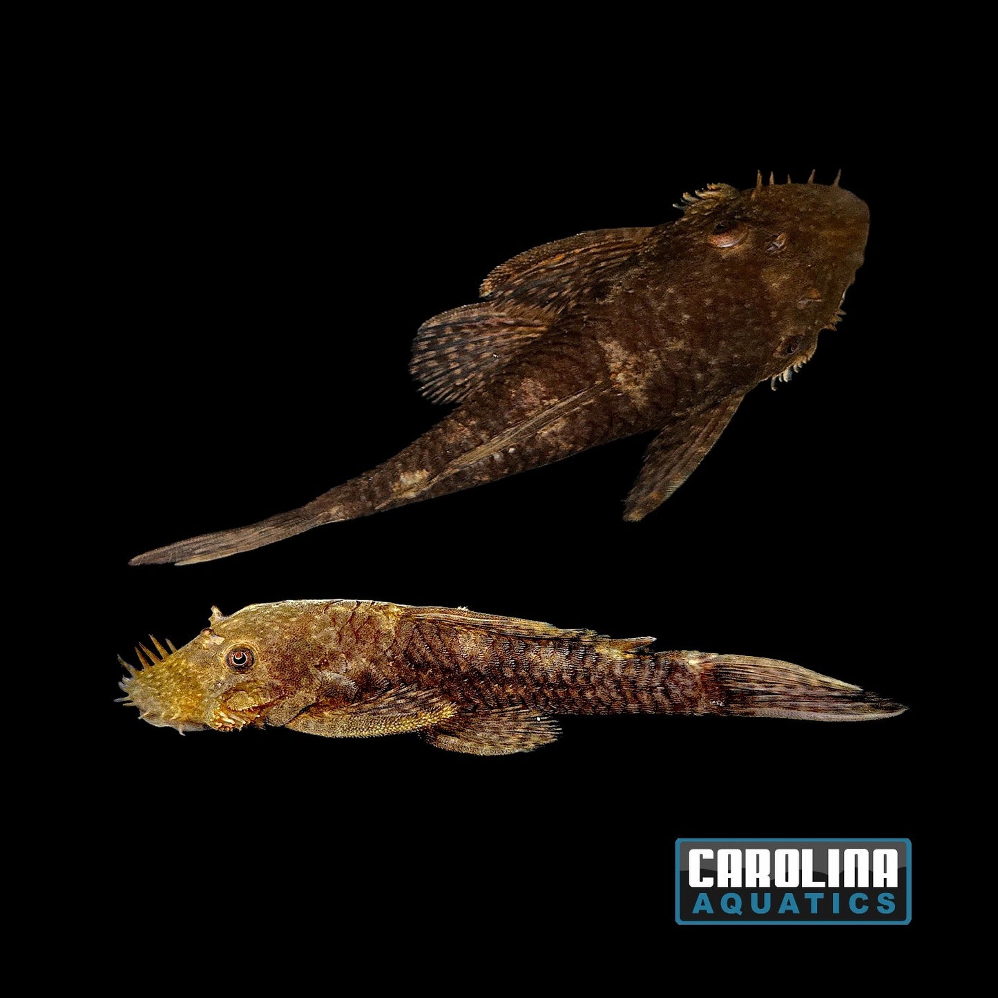 Pleco - Bushynose Med