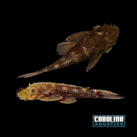 Pleco - Bushynose Med