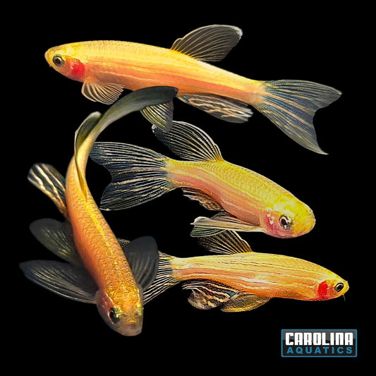 Danio - Longfin Gold Zebra