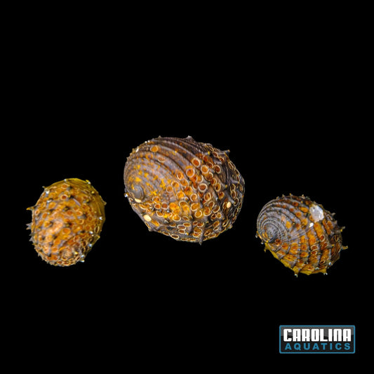 Invert - Snail Spiky Nerite Lg