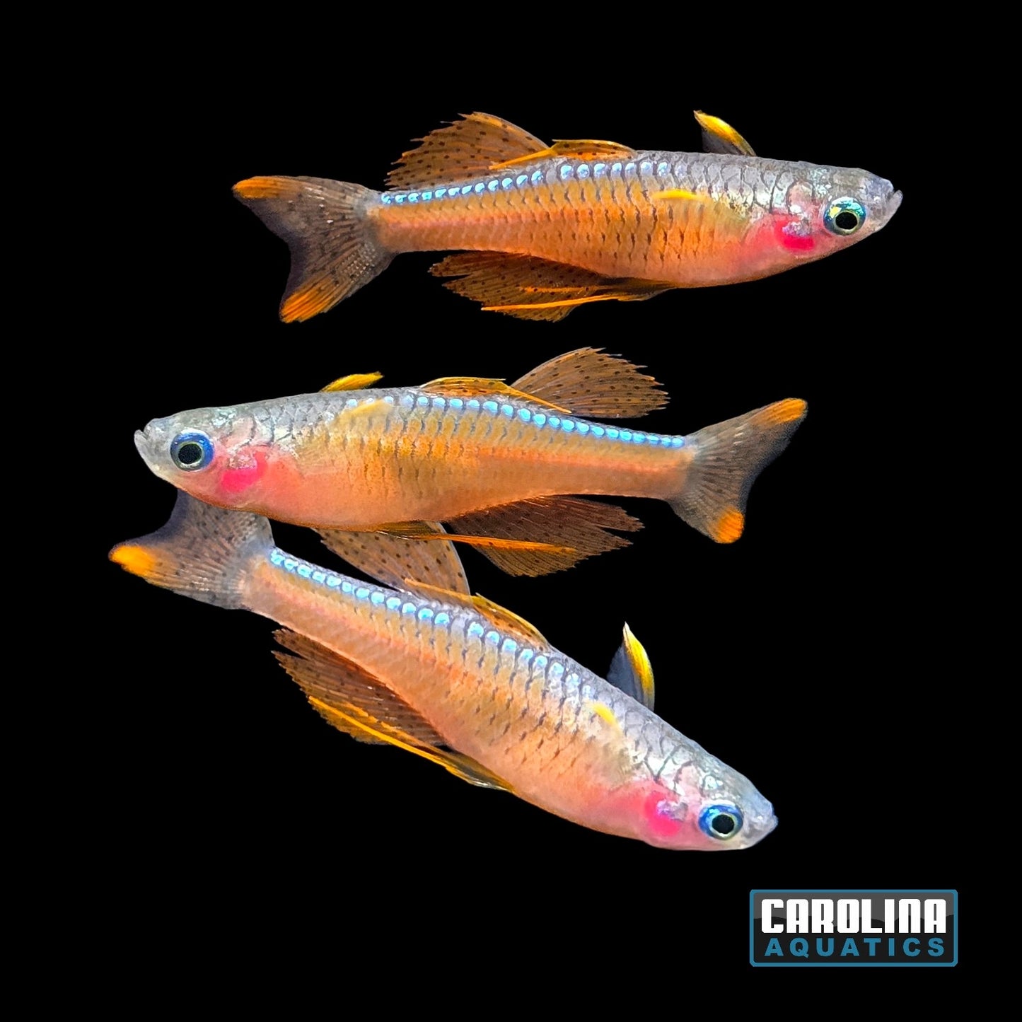 Rainbow - Red Neon Blue Eye Male Lg