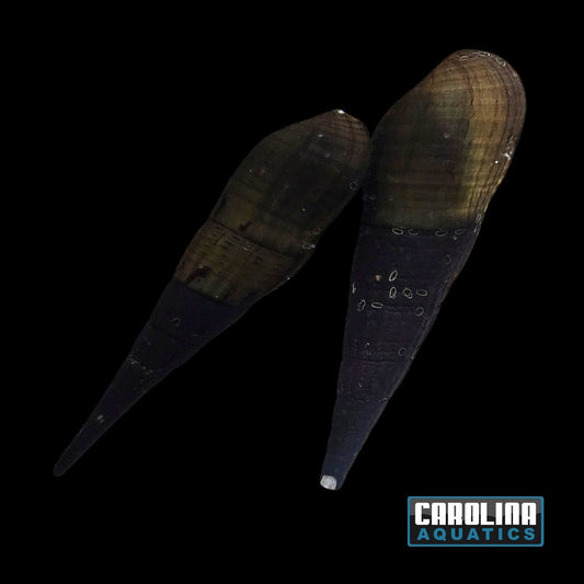 Invert - Snail Chopstick