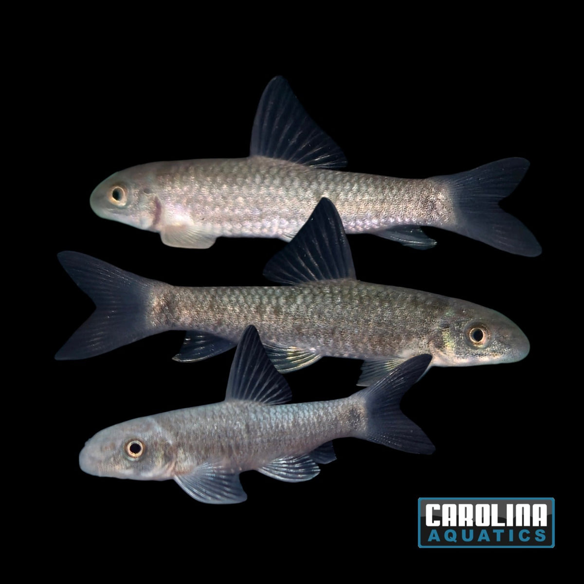 Misc - Garra Indian Redtail Med