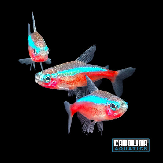Tetra - Cardinal M/L