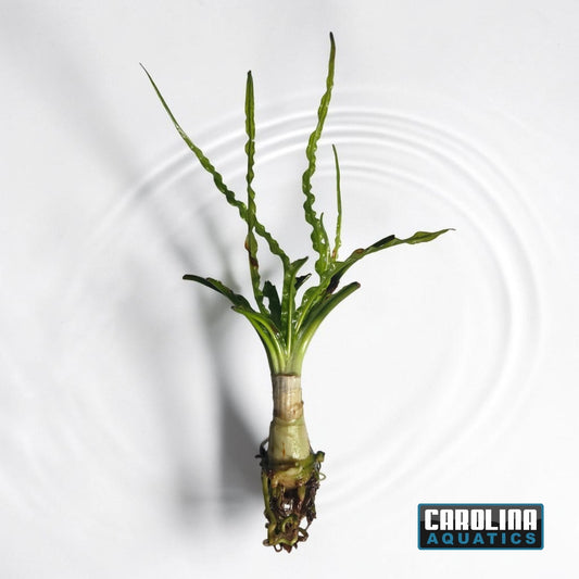 Crinum Calamistratum