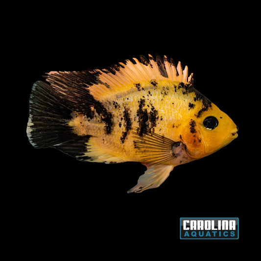 Cichlid - Parrot Yellow Tiger 5.5in