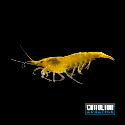 Invert - Shrimp Yellow Fire