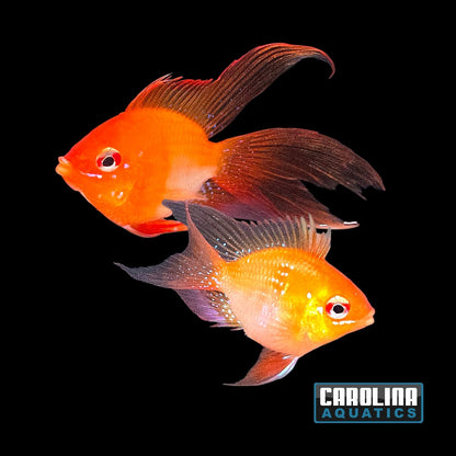 Cichlid - Ram Longfin Fire Gold Balloon Med