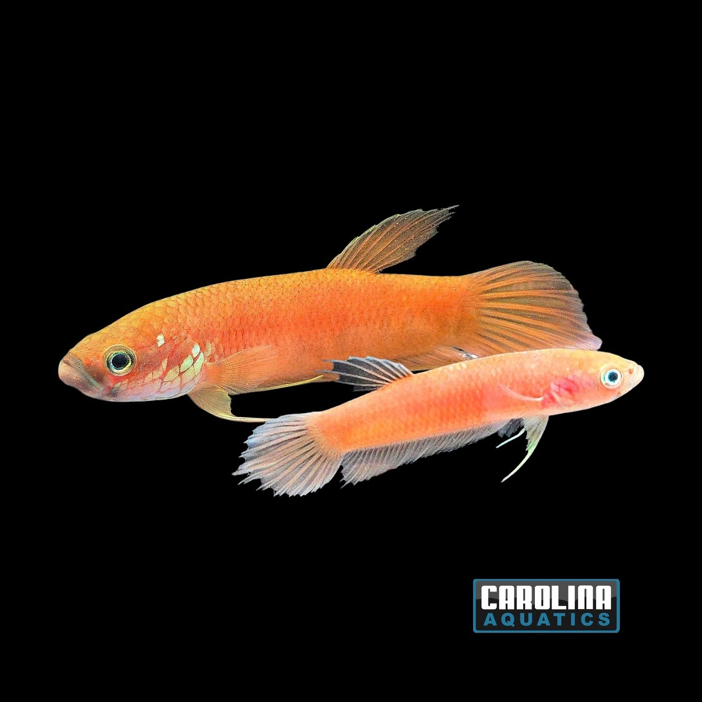 Betta - Patoti Wild XL (Pair)