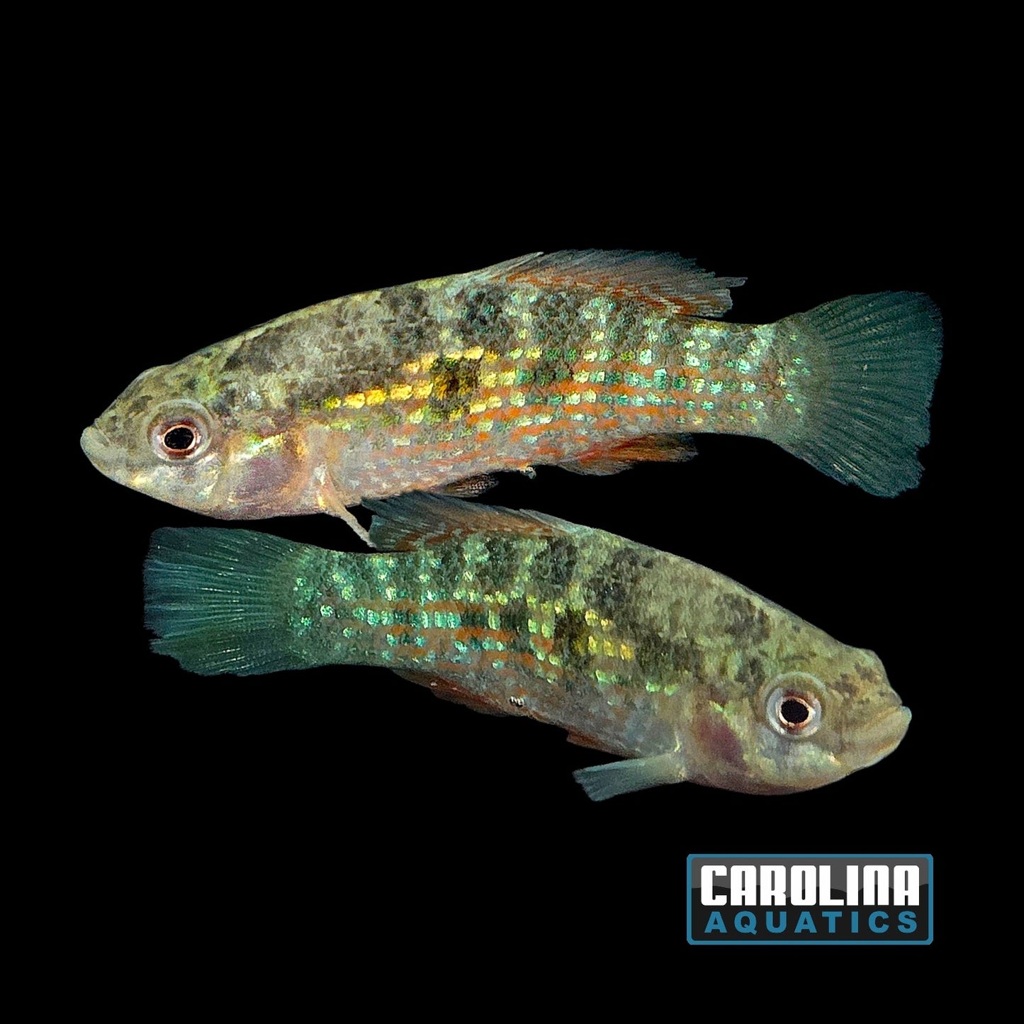 Misc - Flagfish
