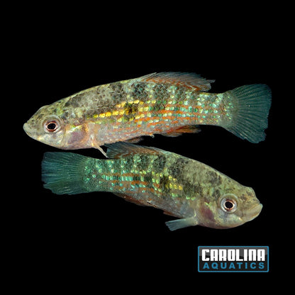 Misc - Flagfish
